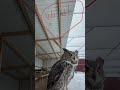 Bella &amp; Merlin 🦉 Merlin wundert sich 😳 #eule #uhu #lustig