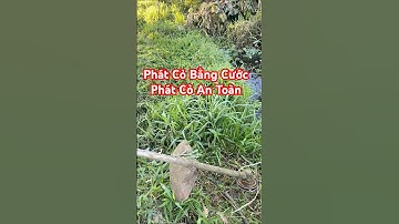 Phát Cỏ Bằng Cước - Máy Phát Cỏ Balô #máycắtcỏ #maycatco  #lawncare #anhcatco