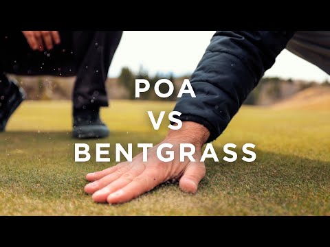 Video: Bentgrass là gì - Thông tin về các loại Bentgrass khác nhau