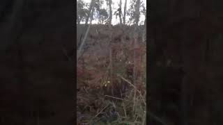 Desolación o deforestación ...para qué queremos bosques Gallegos?