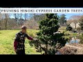 Pruning Hinoki Cypress Garden Trees