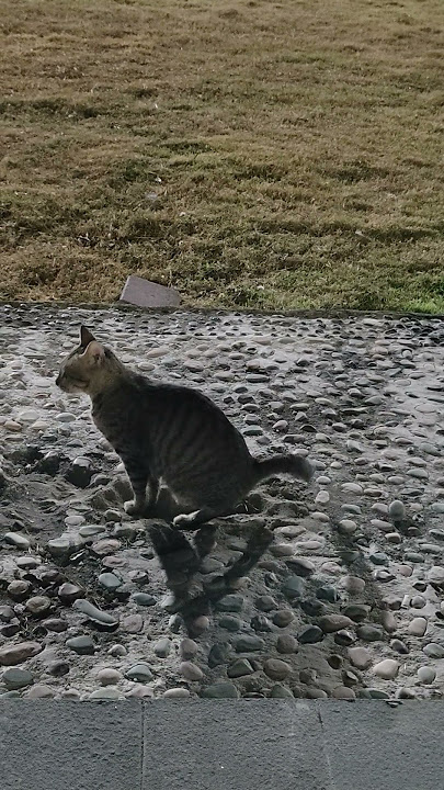 caught!! disgusting to see, enjoy the one who runs #cat #video #fyp #hilarious #funny