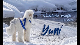 Standard poodle Yuni | 2 years | Agility, frisbee, tricks