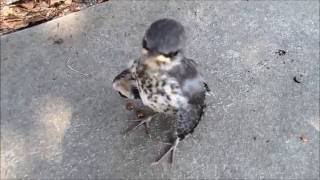 A Great Capture Of A Baby Mockingbird Expressing Itself