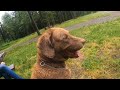 A Day With My Dog Otis (Chesapeake Bay Retriever) の動画、YouTube動画。