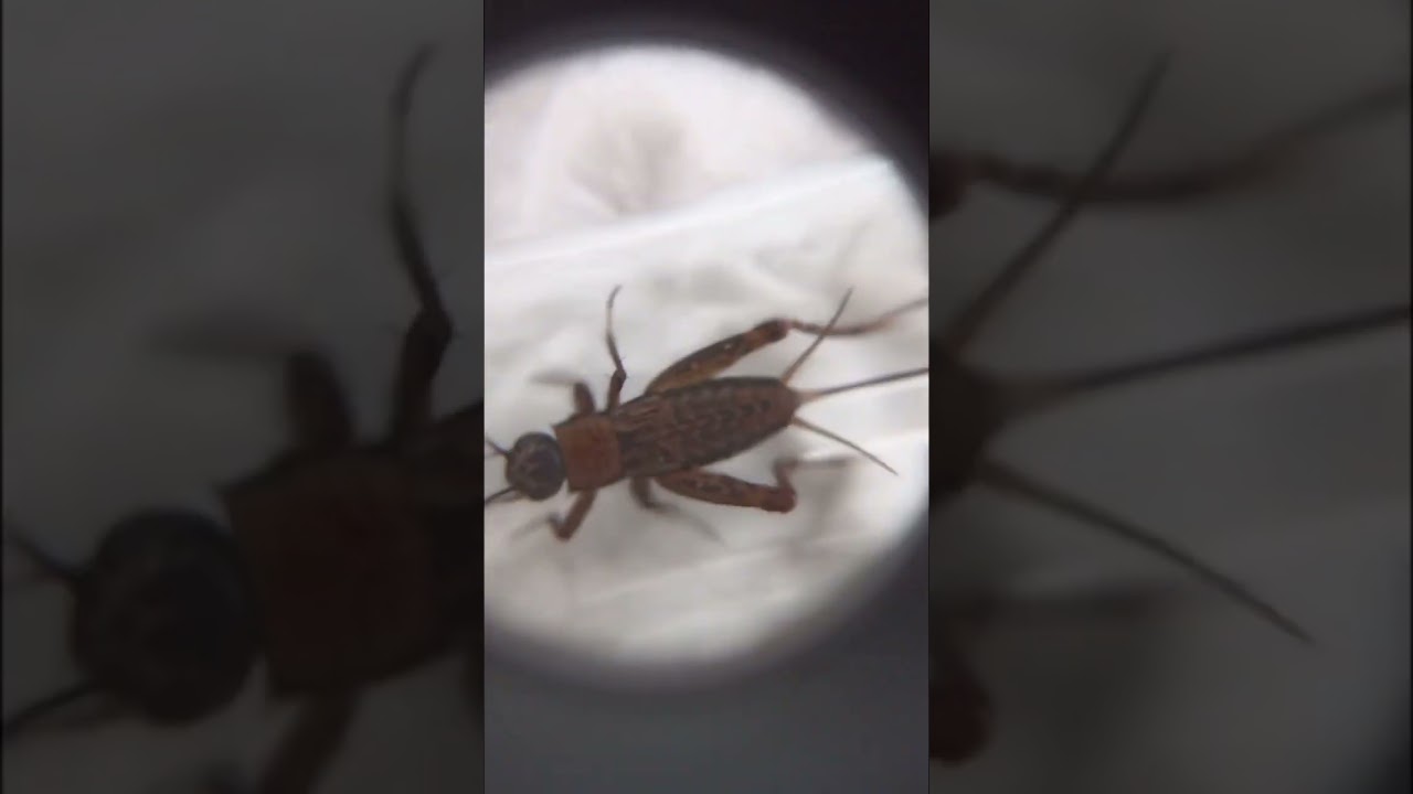 Quel est cet animal? What is this animal? Gryllidae?