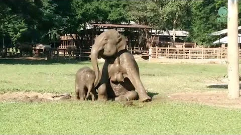 Elephant Join Her Baby In The Mud Pitch - ElephantNews - DayDayNews