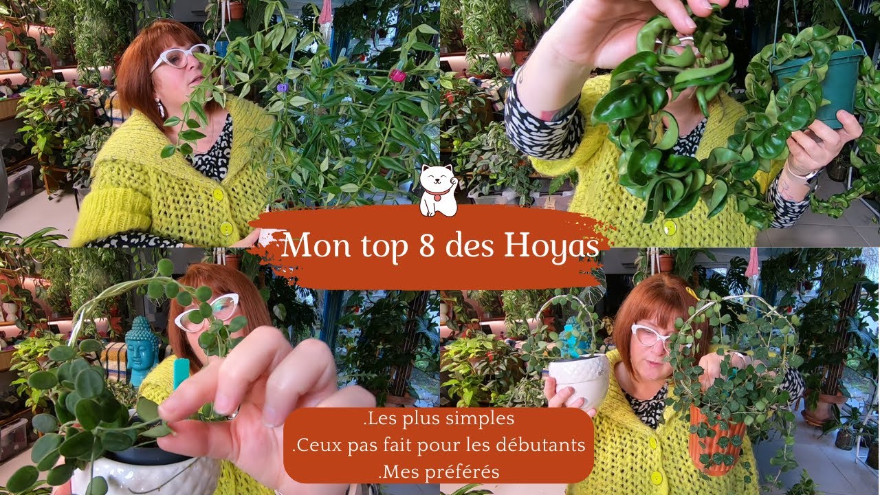 TOP 8 DES HOYAS🌿Les plus simples | ceux pas fait pour débuter | Celui qui m'a déçu | Et mes préférés