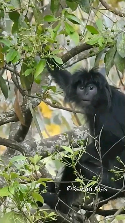 Makanan Lutung Jawa di Hutan | Satwa dilindungi