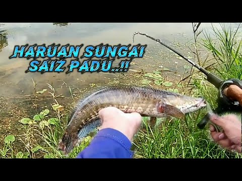 Saiz BABON..!!! Mancing ikan HARUAN/GABUS di sungai menggunakan Soft Plastic..