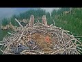 2023-06-12 First noted occurrence of &quot;pancaking&quot; during an alarm call | Boulder County Osprey Cam