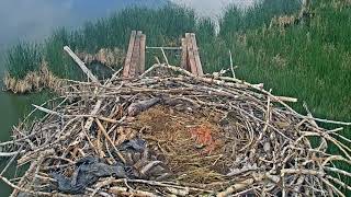 2023-06-12 First noted occurrence of &quot;pancaking&quot; during an alarm call | Boulder County Osprey Cam