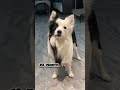 One Month To Ten Month Border Collie Dog Transformation Feed Bordercollie Transformation Love Cute One Month To Ten Month Border Collie Dog Transformation Feed Bordercollie Transformation Love Cute