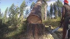 Loggers of Potlatch Part 1: Tree Felling