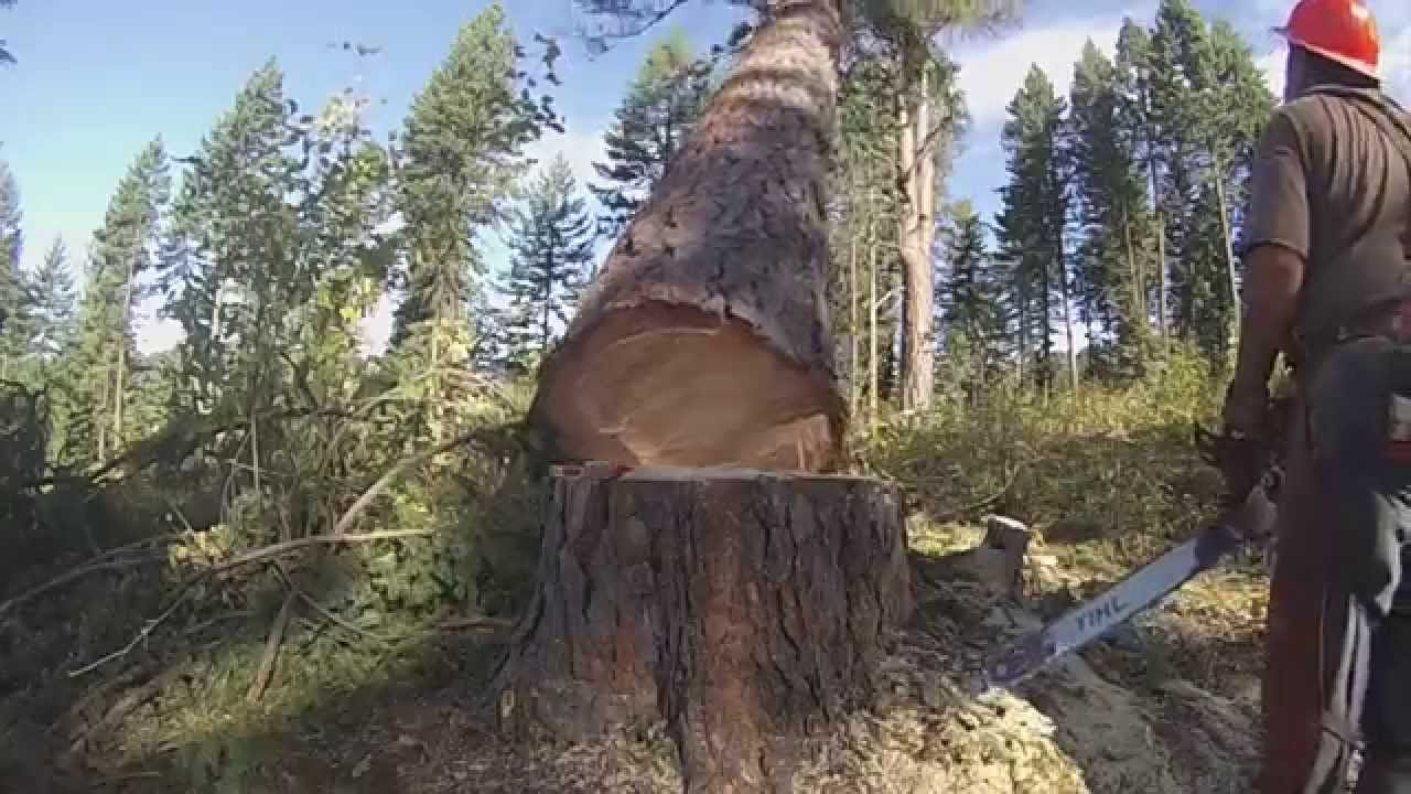 Loggers of Potlatch Part 1: Tree Felling - YouTube