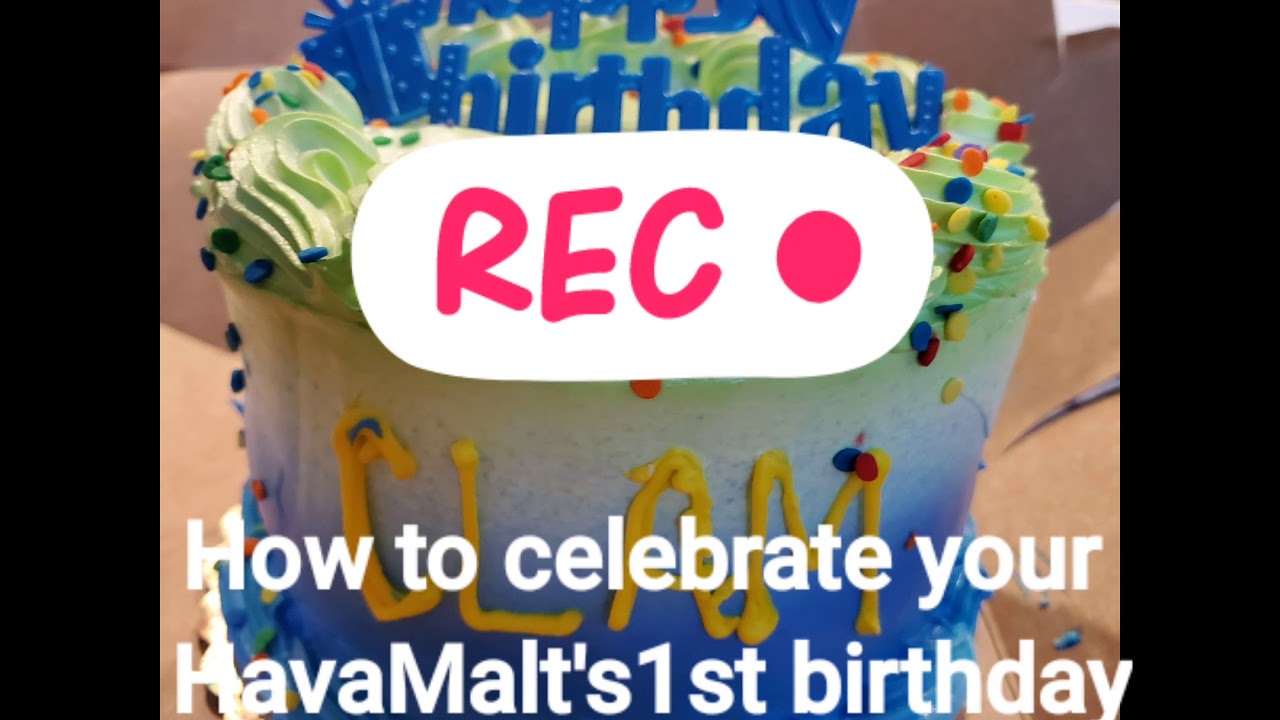 How to Celebrate your Havanese Maltese 1st Birthday in easy and cheap way