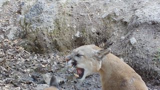 Mountain Lions Mating