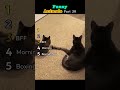 Ranked Funny animals part 38