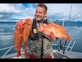 Angeln in Norwegen: Dyrøysund die Heilbuttperle vor Senja