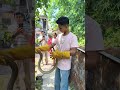 Indian rat snake rescue of govindpur jharkhand jamshedpur #rat #snake #ratsnake #viral #viralshorts