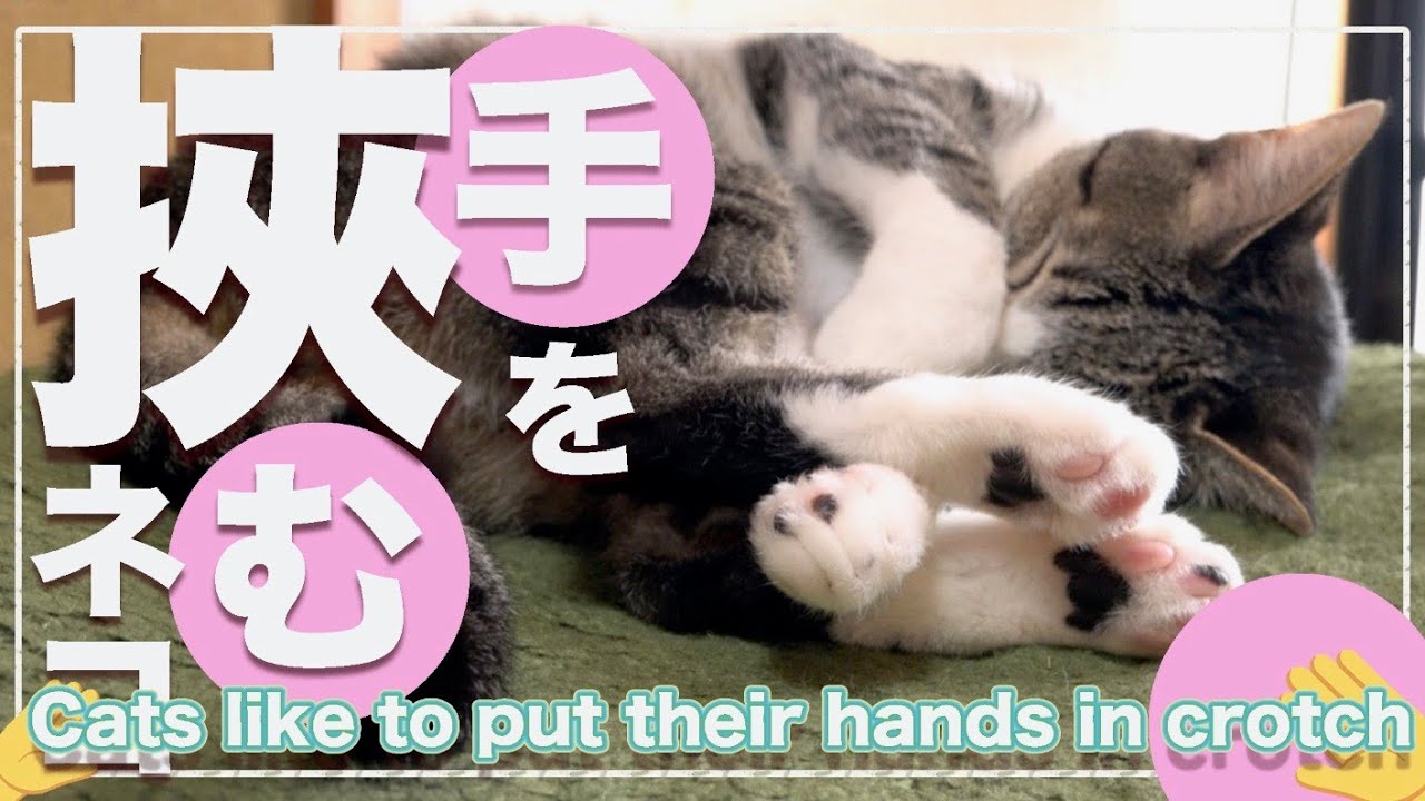 股に手を挟んで寝る猫 Youtube