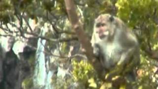 Mauritius Blck River Gorges