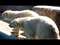 The russian guys: Polar Bears Belij and Szerij (Budapest Zoo)