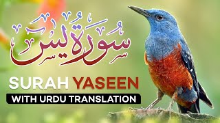 Surah Yasin No Ads Yaseen With Urdu Translation Quran Tilawat Tarjuma