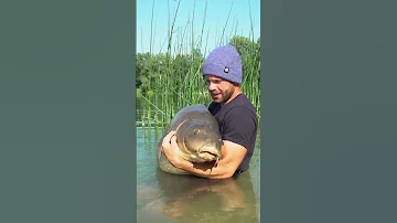 اكبر سمكة الكارب 