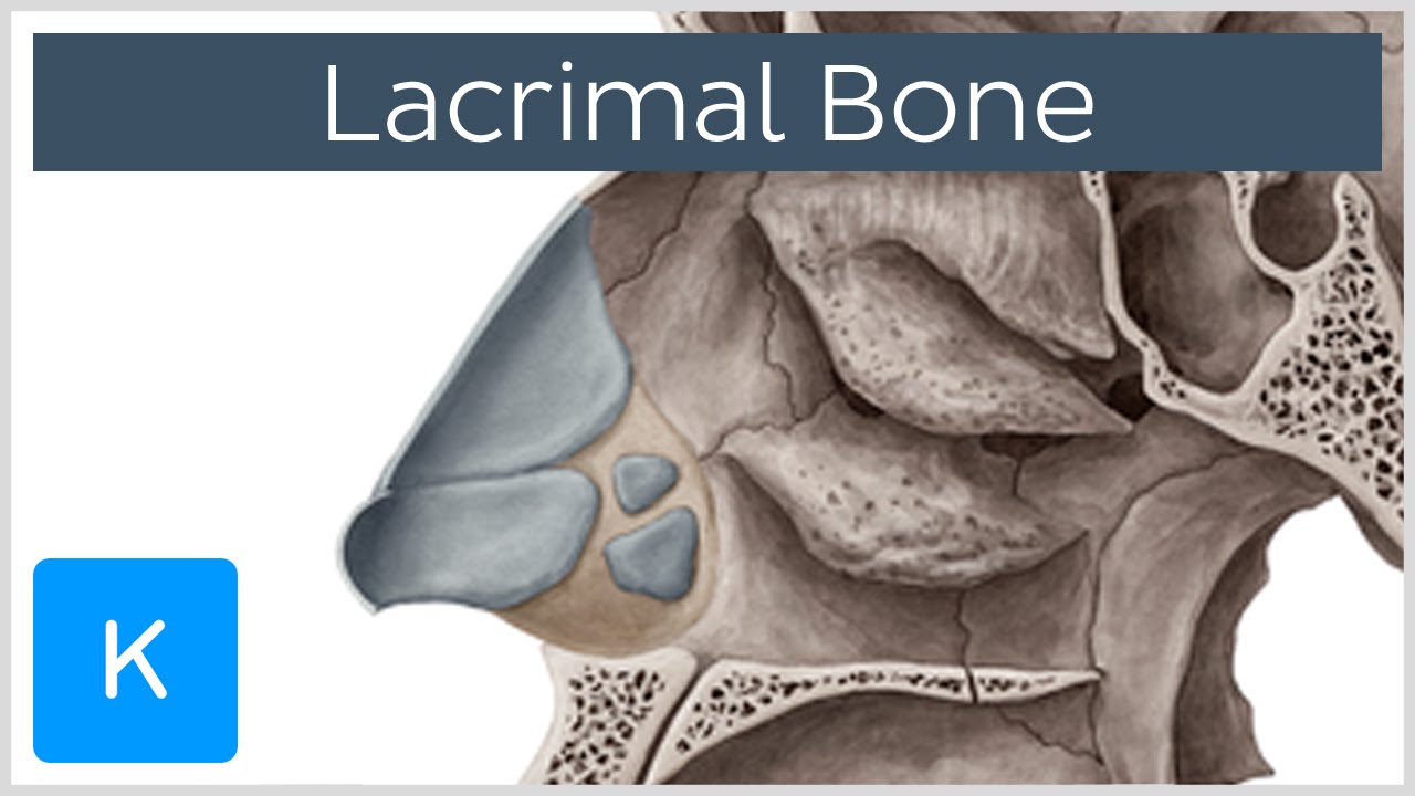 Lacrimal bone - Location & Structure - Human Anatomy | Kenhub - YouTube