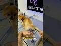この犬は散髪をします ❤️