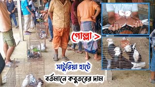 সাটুরিয়া সাপ্তাহিক কবুতরের হাট | বর্তমানে কবুতরের দাম | Kobutor hat 26/06/2025