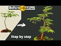 How to make tamarind bonsai from seed