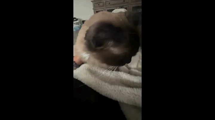 Video 5641491: happy cat purring, cat purring cute, cute cat girl