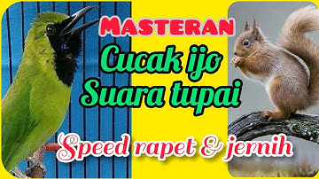 MASTERAN CUCAK IJO||suara tupai/bajing||materi mewah!!