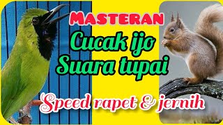 MASTERAN CUCAK IJO||suara tupai/bajing||materi mewah!!