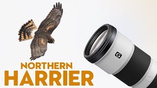 Northern Harrier - Sony FE 200-600mm (Birds in Flight)