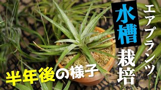 【危険な管理？】エアプランツの水槽栽培でアレが枯れた・・・【人気観葉植物チランジアの育て方】