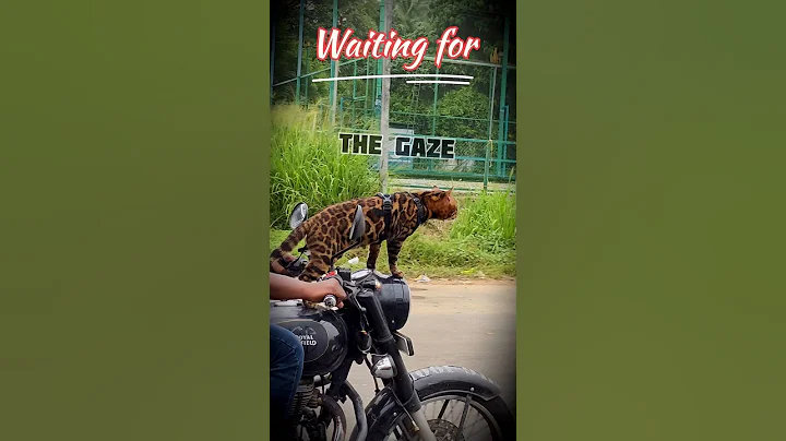 Video 11557261: bengal cat, big cat pets, cats pets animals, domestic cat breed