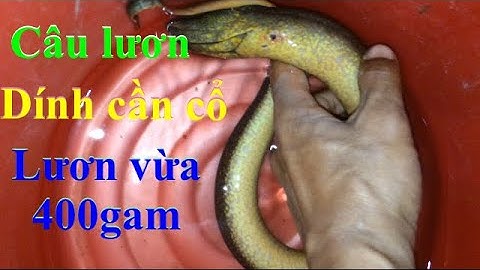 Câu lươn buổi trưa,con lươn vàng lú đầu