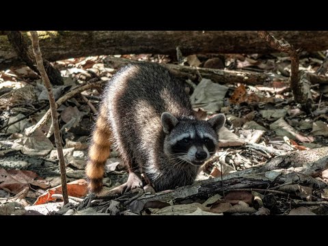 Video: Puerto Limon, Kostarika ako karibský prístav