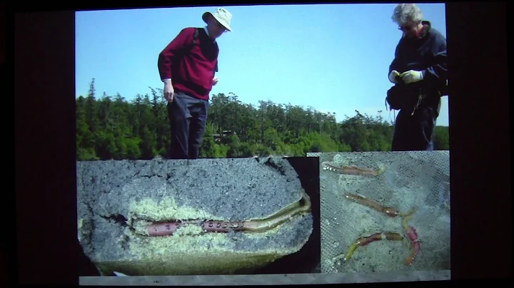 SoMAS - Geochemical Dynamics in Bioturbated Sediments