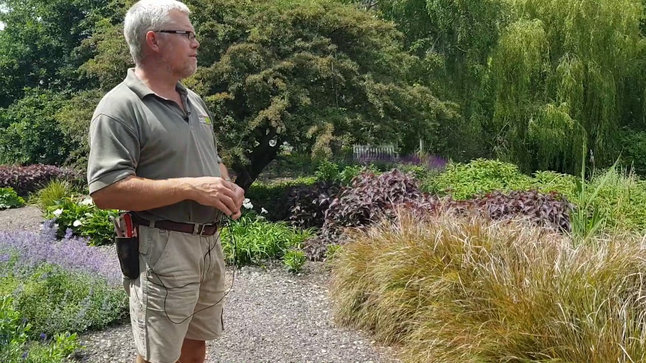 #9 Millennium Garden at Pensthorpe (21st June 2020)