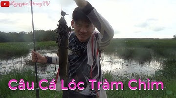 Săn  Cá Lóc Đen Tràm Chim #1 || Nguyen Trong TV