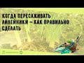 Когда пересаживать лилейники — как правильно сделать