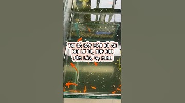 Trị cá bảy màu bỏ ăn, bơi lờ đờ, núp góc, túm lắc, cạ mình #shorts #guppy #guppyfish #guppymall