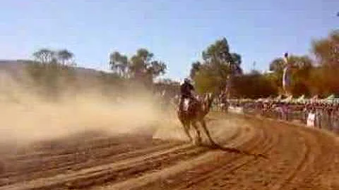 Camel - Cup, Alice Springs, Ozzy