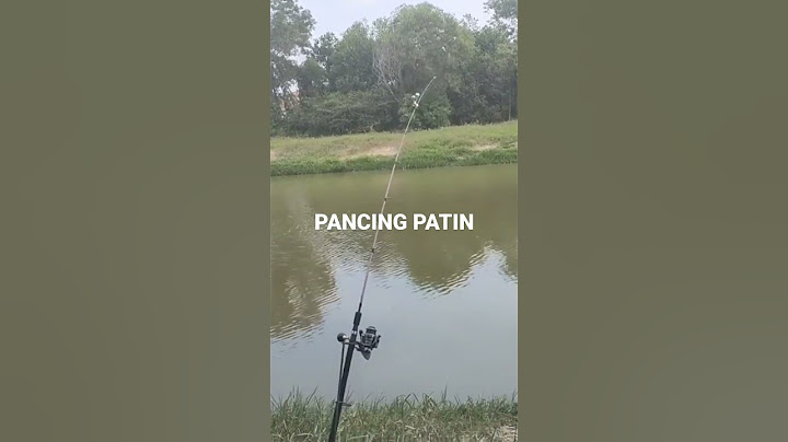 Cara ikan memakan umpan.. Pancing Patin | Mancing | Fishing #shorts