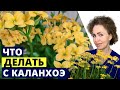 КАЛАНХОЭ не цветет.. что делать? и другие вопросы