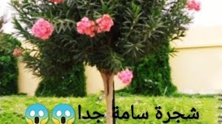 مخاطر هذه الشجرة كنا غافلين عنها تؤدي إلى الموت السريع